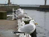 Whitby seagulls